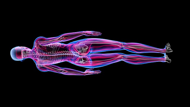 人体女性解剖三维动画生物科学技术视频素材