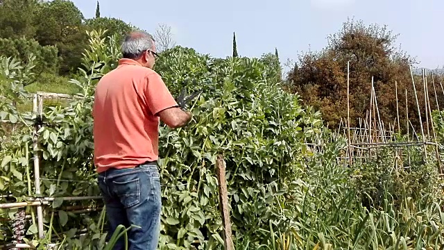 农民修剪植物视频下载