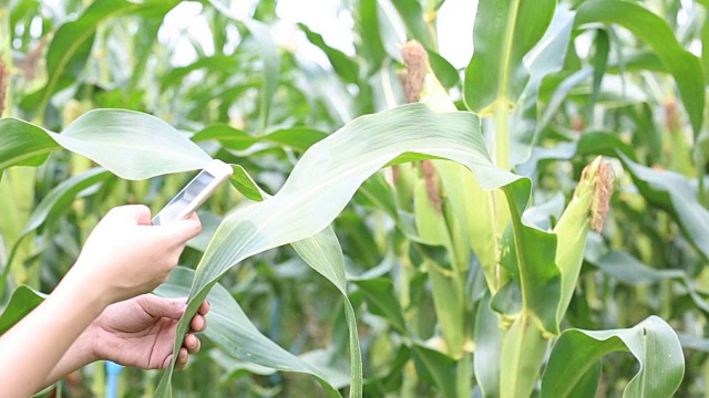 农民使用技术在玉米田进行检查种植视频下载