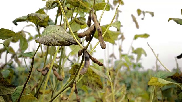 种植大豆作物田。视频素材