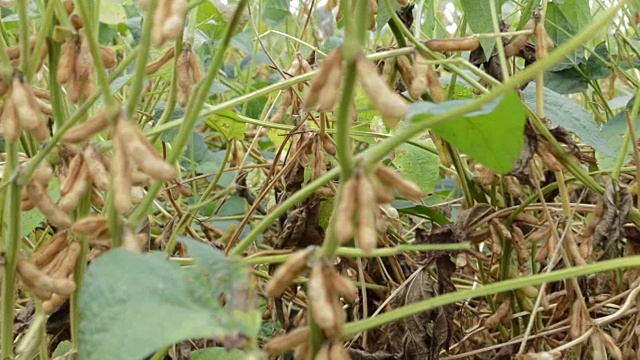 种植大豆作物田。视频素材