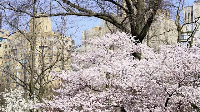 4月15日，在美国纽约中央公园，樱花盛开。视频素材
