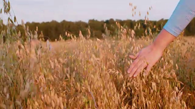 女性手触摸小麦穗在秋天的田野，特写视频素材