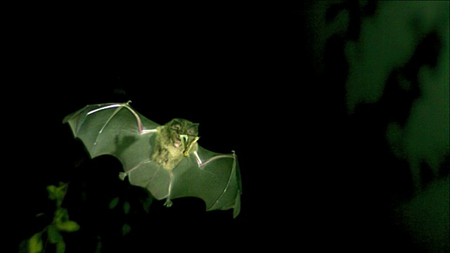 一只蝙蝠在晚上捉蛾子视频素材