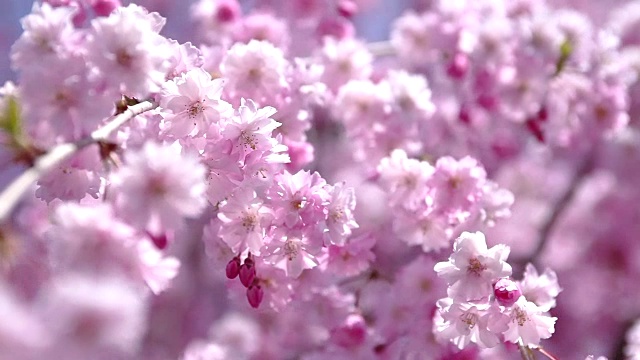 風に揺れるピンクの桜视频素材