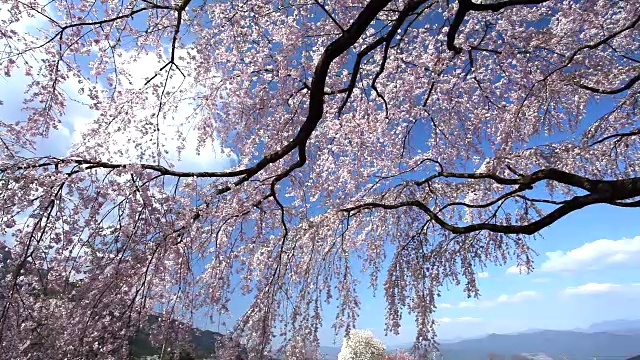 風に揺れる桜视频素材