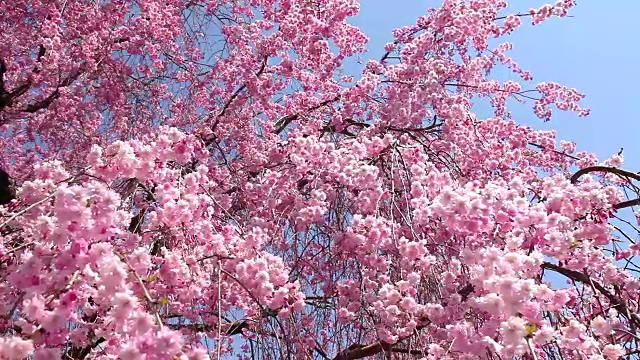 風に揺れるピンクの桜と青い空视频素材
