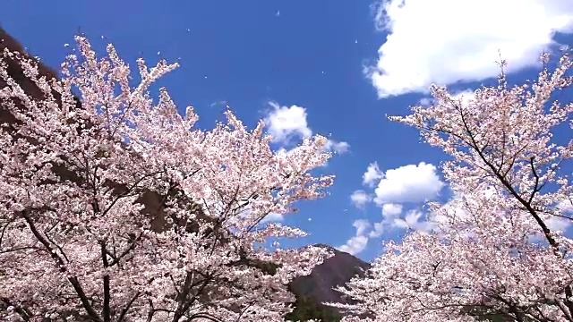 風に揺れるピンクの桜と青い空视频素材
