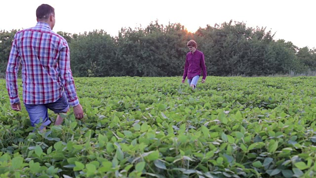两个农民在大豆地里的会面视频素材