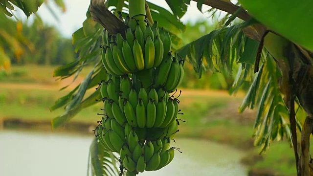 特写镜头在香蕉视频下载