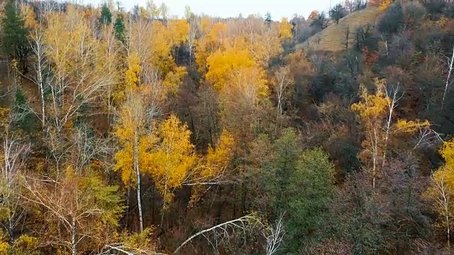 秋天，在美丽的白桦林上空飞翔。峡谷中的黄桦树。鸟瞰图。视频下载
