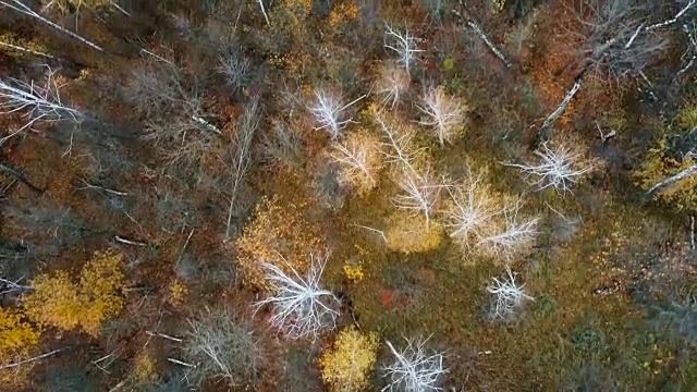 在古老的森林里飞过美丽的白桦林。鸟瞰图。视频下载