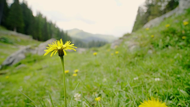 森林里的向日葵特写，奥地利视频素材