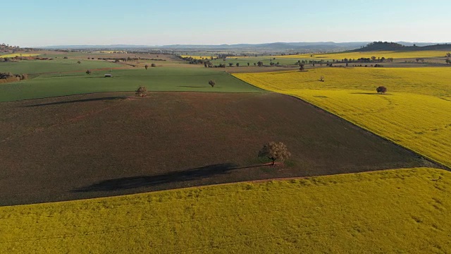 慢速飞越油菜农田农业澳大利亚航拍画面视频素材
