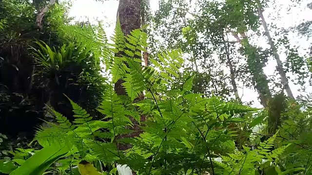 森林蕨类叶视频素材