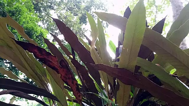 森林蕨类叶视频素材
