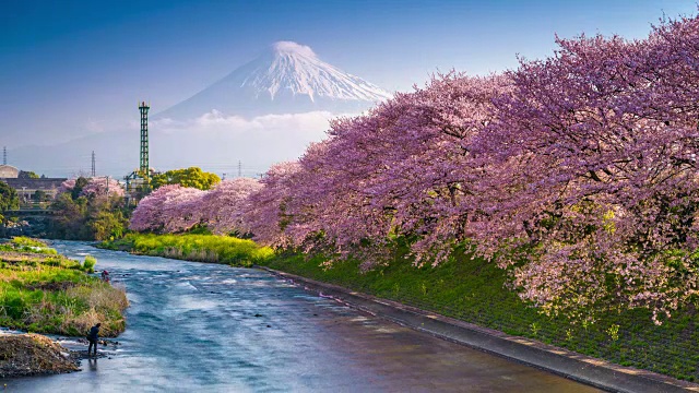 春天的日本富士山视频素材