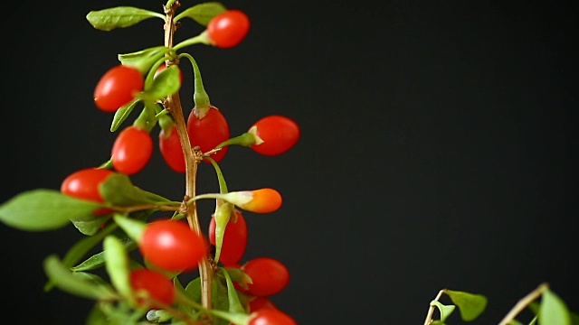 成熟的红枸杞在枝条上孤立出一黑色视频下载