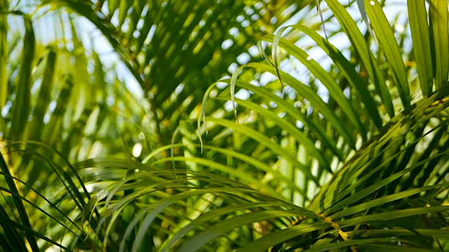 用阳光模糊热带绿色棕榈叶，用散景抽象自然背景。散焦繁茂的叶子，脉，条纹异国情调的新鲜多汁的叶子在阴影。生态、夏季、度假理念。视频素材