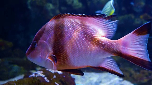 帝王红鲷鱼是一种原产于印度洋和西太平洋的鲷鱼。视频下载