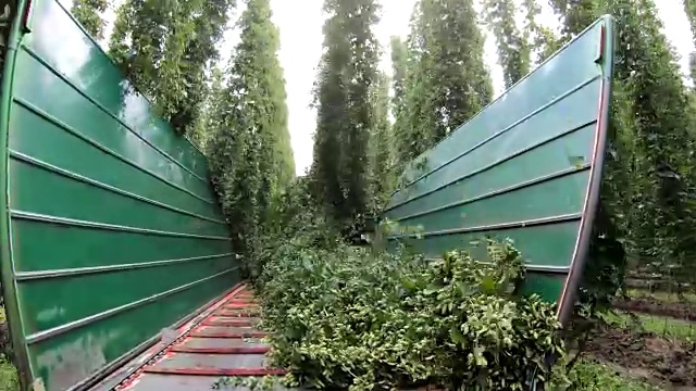 巴伐利亚州哈勒陶哈勒道Humulus啤酒花生产视频素材