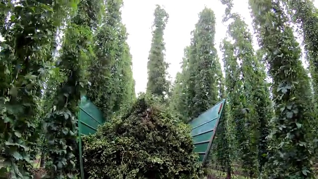 巴伐利亚州哈勒陶哈勒道Humulus啤酒花生产视频素材