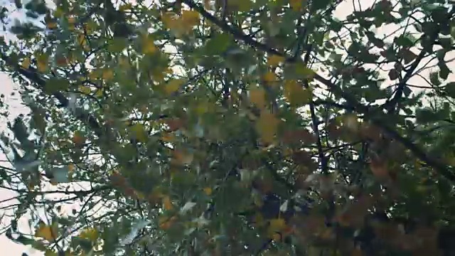 风中的树视频素材