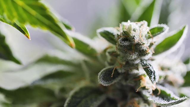 近处大麻植物毛状体橙色毛，花蕾上休闲大麻生长温室视频素材