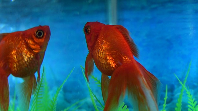 色彩鲜艳的金鱼在水池里游泳视频素材