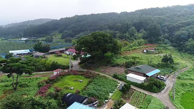 韩国龙山意道陶艺村的泽尔科娃锯叶树视频下载