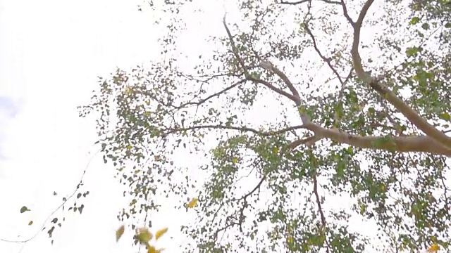 亚洲女孩的树叶飘落在美丽的秋天公园，慢镜头视频素材
