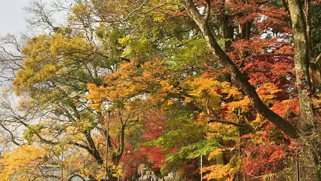 秋天树叶。秋天的色彩在公园里视频素材