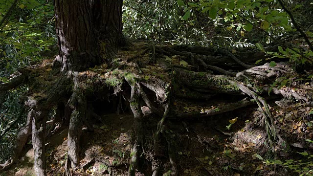 强大的树根在地面上。森林里的老松树。视频素材