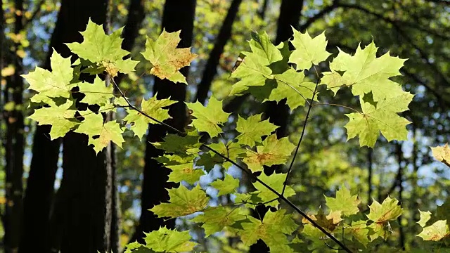 秋天的森林在一个风的日子，黄色的枫叶在树枝上。视频素材