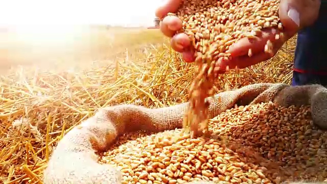 小麦收成日落视频下载