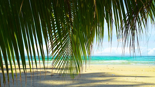 美丽的热带海滩和椰子树的海洋视频素材
