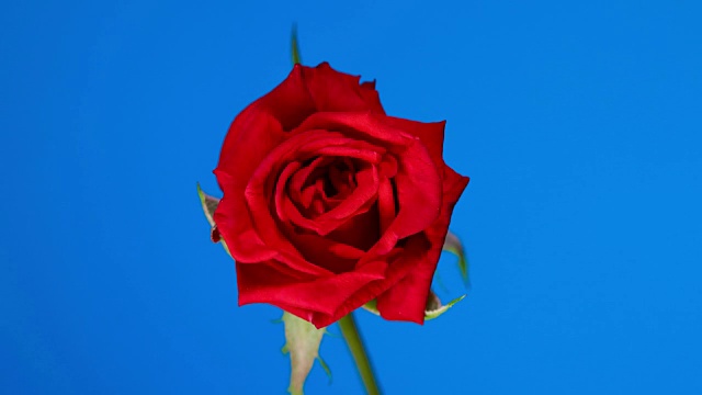 红玫瑰盛开，蓝屏背景时光流逝视频素材