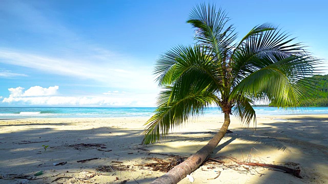 美丽的热带海滩和椰子树的海洋视频素材