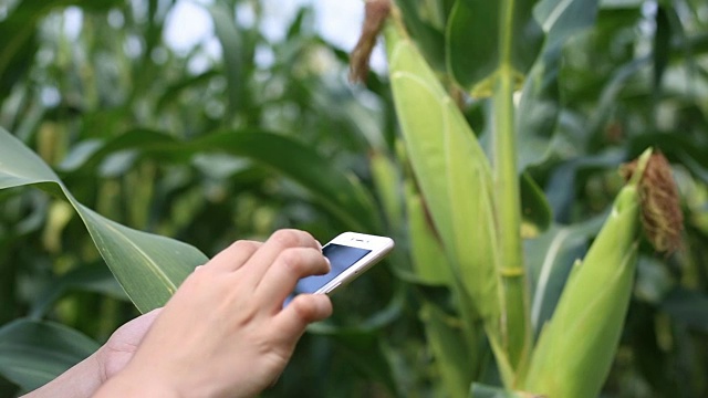 玉米田现代农业创新视频下载