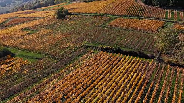 法国阿尔萨斯，Riquewihr葡萄园秋天的航拍图视频素材