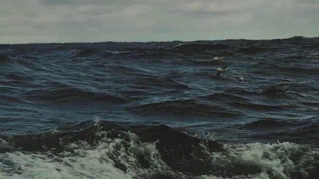 从波涛汹涌的海面上的船只上:鸟和浪视频素材