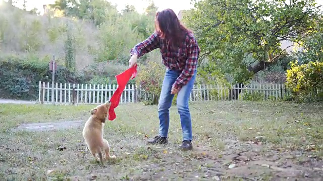小狗在玩女人的围巾视频素材