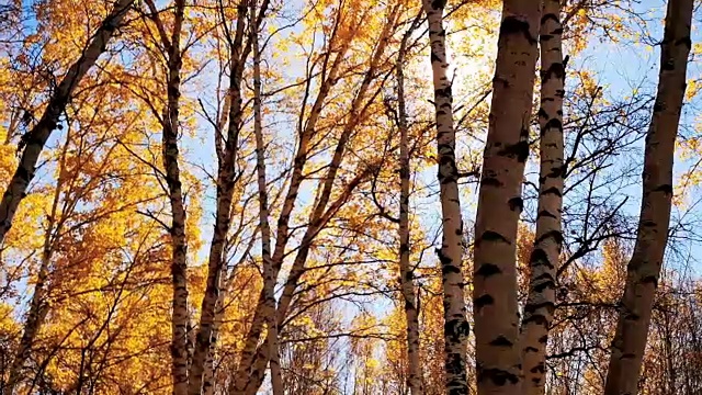 秋天的桦树视频素材