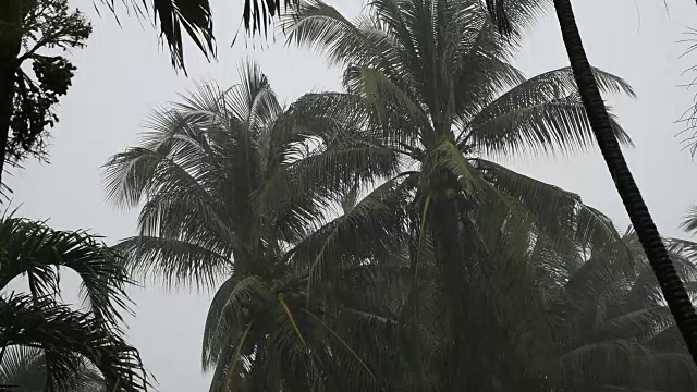 下雨天椰子树的剪影视频下载
