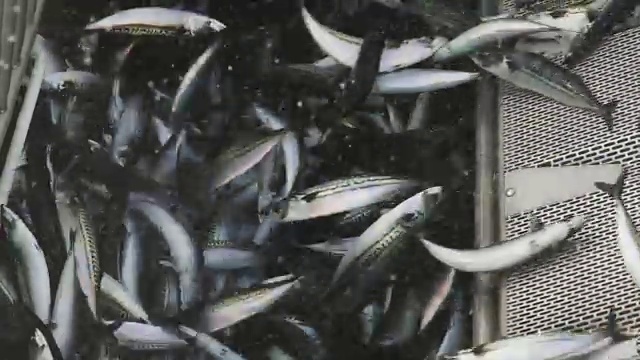 工业渔船:捕获大量的鱼视频下载
