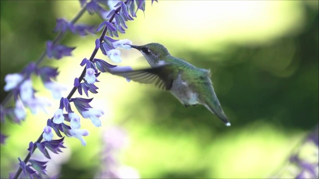 红宝石喉蜂鸟慢动作视频视频下载