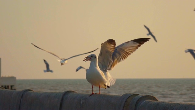 海鸥在日落时分视频素材