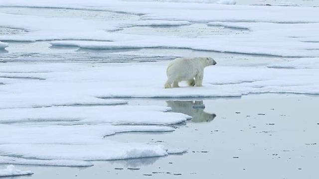 北极熊在浮冰上行走，带着倒影视频素材