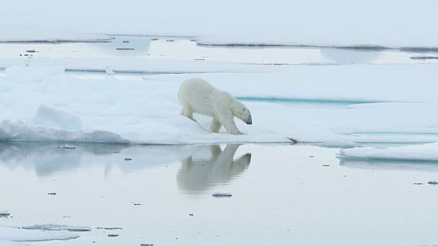 北极熊在浮冰上行走，带着倒影视频素材
