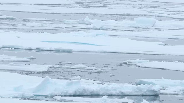 北极熊沿着浮冰行走，跳进海里视频素材